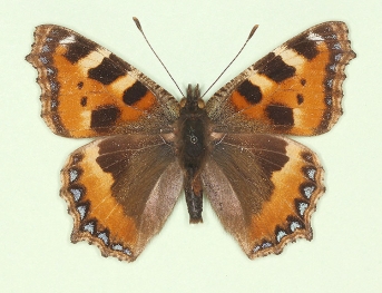 Small Tortoiseshell (Aglais urticae)