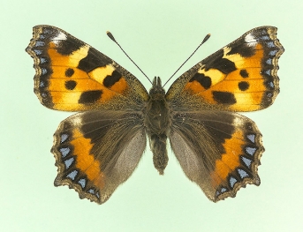 ab. nov Small Tortoiseshell (Aglais urticae)