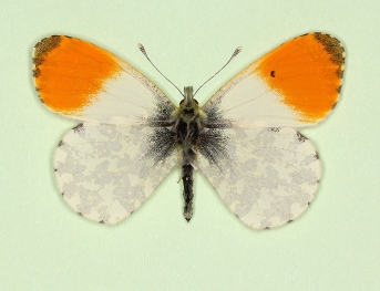 sinis-immaculata Orange-tip (Anthocharis cardamines)