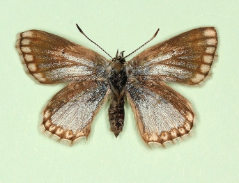 semisyngrapha + fowleri Chalkhill Blue (Polyommatus (Lysandra) coridon)