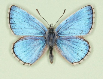 Adonis Blue (Polyommatus (Lysandra) bellargus)