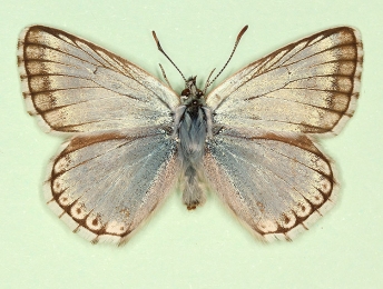fowleri-margino Chalkhill Blue (Polyommatus (Lysandra) coridon)