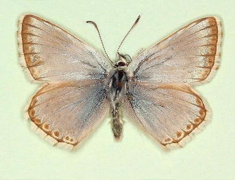 pallidula Chalkhill Blue (Polyommatus (Lysandra) coridon)