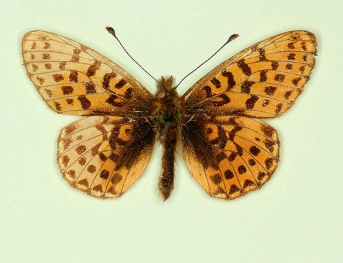sinispathological Pearl-bordered Fritillary (Boloria euphrosyne)