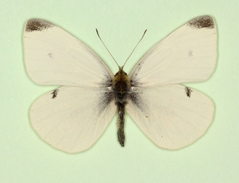obsoleta Small White (Pieris rapae)