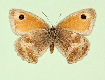 pallidemarginata Gatekeeper (Pyronia tithonus)