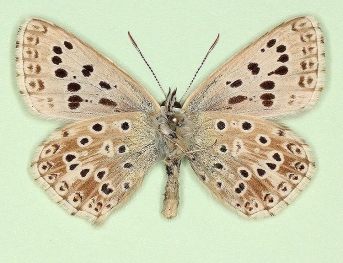posttransiens Chalkhill Blue (Polyommatus (Lysandra) coridon)