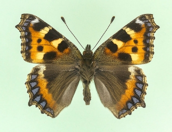 angustibalteata + basi-ichnusa Small Tortoiseshell (Aglais urticae)