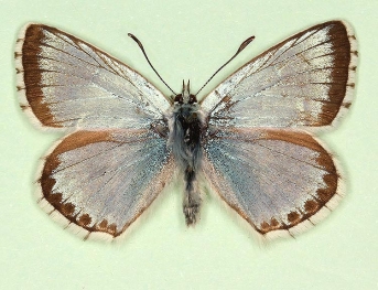 infrasessilis Chalkhill Blue (Polyommatus (Lysandra) coridon)