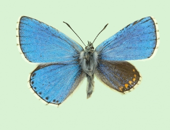 gynandromorph +puncta + trans.ab. albofimbriata Adonis Blue (Polyommatus (Lysandra) bellargus)