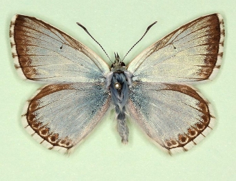 lunuco Chalkhill Blue (Polyommatus (Lysandra) coridon)