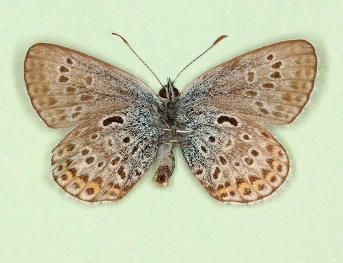 costajuncta Silver-studded Blue (Plebejus argus)