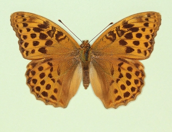 nov Silver-washed Fritillary (Argynnis paphia)
