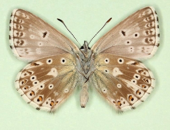 ochrea + antiobsoleta Chalkhill Blue (Polyommatus (Lysandra) coridon)