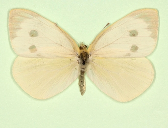 albinensis Large White (Pieris brassicae)
