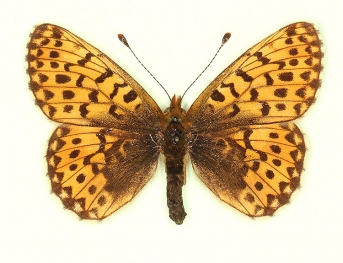 nov Pearl-bordered Fritillary (Boloria euphrosyne)