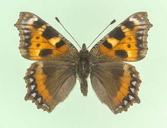 albapicata Small Tortoiseshell (Aglais urticae)