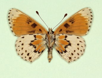 horvathi Glanville Fritillary (Melitaea cinxia)