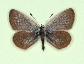 latecaerulea Small Blue (Cupido minimus)