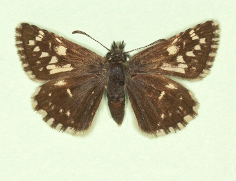 scabellata Grizzled Skipper (Pyrgus malvae)