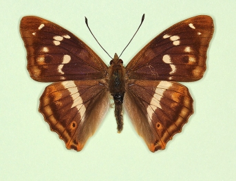 atava Purple Emperor (Apatura iris)