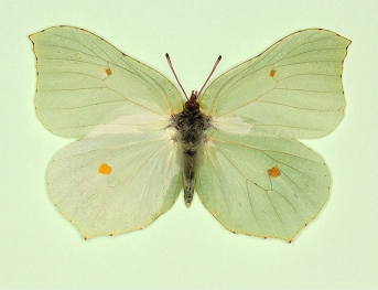 intermedia Brimstone (Gonepteryx rhamni)
