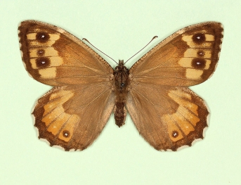 triocellata Grayling (Hipparchia semele)