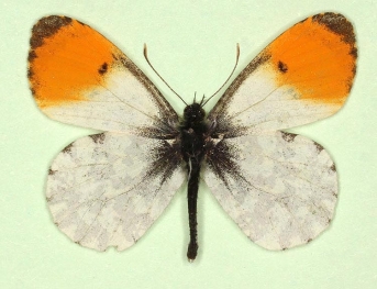 costaenigrata Orange-tip (Anthocharis cardamines)