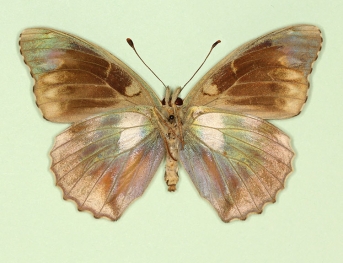 nigricans Silver-washed Fritillary (Argynnis paphia)