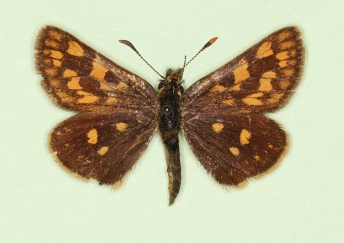 depuncta Chequered Skipper (Carterocephalus palaemon)