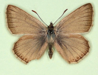 pulla Chalkhill Blue (Polyommatus (Lysandra) coridon)