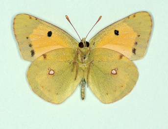 semidemarginata Clouded Yellow (Colias croceus)