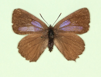 ab. nov Purple Hairstreak (Neozephyrus quercus)