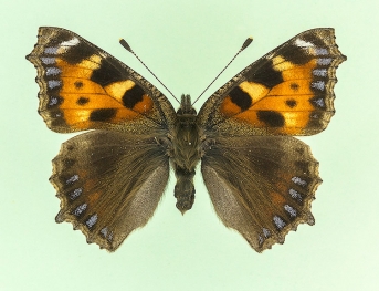 nigra Small Tortoiseshell (Aglais urticae)