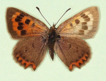 extensa + antidexpathological  Small Copper (Lycaena phlaeas)