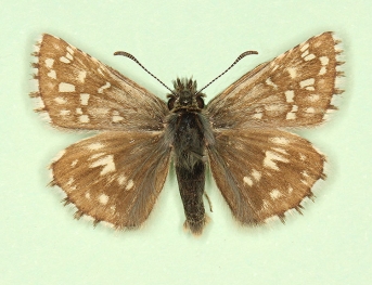 albina Grizzled Skipper (Pyrgus malvae)
