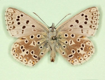postbrunnescens Chalkhill Blue (Polyommatus (Lysandra) coridon)