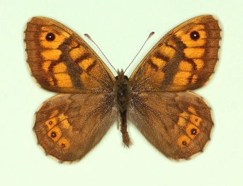 latimargo Wall (Lassiommata megaera)