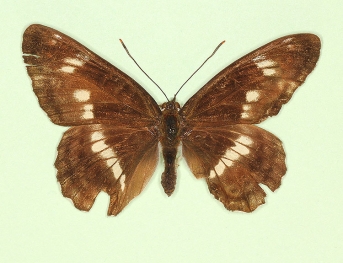 asymmetrical + angustofasciata White Admiral (Limenitis camilla)
