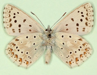 major Chalkhill Blue (Polyommatus (Lysandra) coridon)