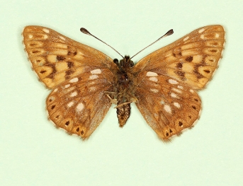 ab. nov Duke of Burgundy (Hamearis lucina)