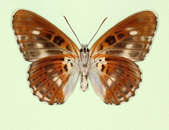 obliterae White Admiral (Limenitis camilla)