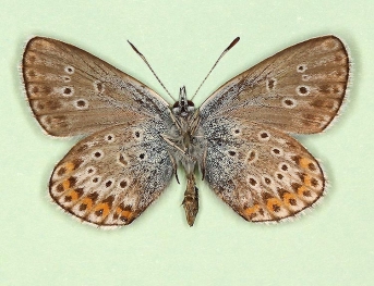 glomerata + argyrophalera Silver-studded Blue (Plebejus argus)