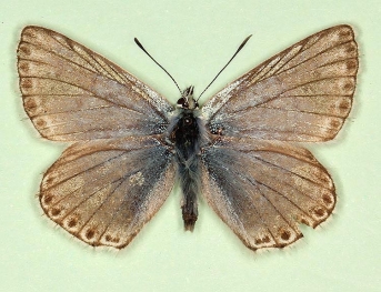 transparens Chalkhill Blue (Polyommatus (Lysandra) coridon)