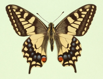 Swallowtail (Papilio machaon)