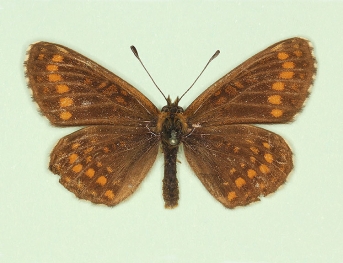 cymothoe Heath Fritillary (Melitaea athalia)