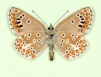subtus-radiata Brown Argus (Aricia agestis)