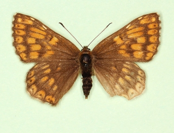 postdex-pathological Duke of Burgundy (Hamearis lucina)
