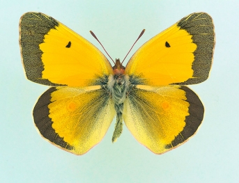 parvipuncta Clouded Yellow (Colias croceus)