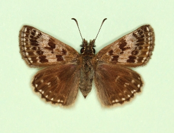 suffusa-variegata Dingy Skipper (Erynnis tages)